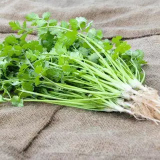 เมล็ดพันธุ์ ผักชีไทย Thai Coriander Seed 1800 เมล็ด คุณภาพดี ของแท้ 100%