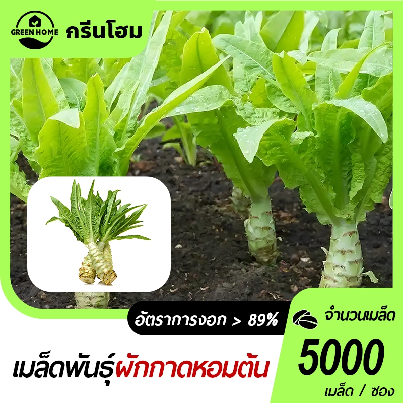ผักกาดหอมต้น เมล็ดผักสลัดต้น5000เมล็ด ปลูกง่าย งอกดี ทานอร่อย