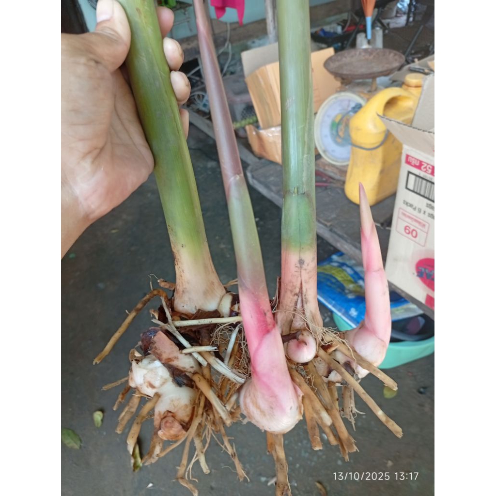 ต้นพันธุ์ข่าเกษตรแดงใหญ่ 1ชุด,พันธุ์ข่า