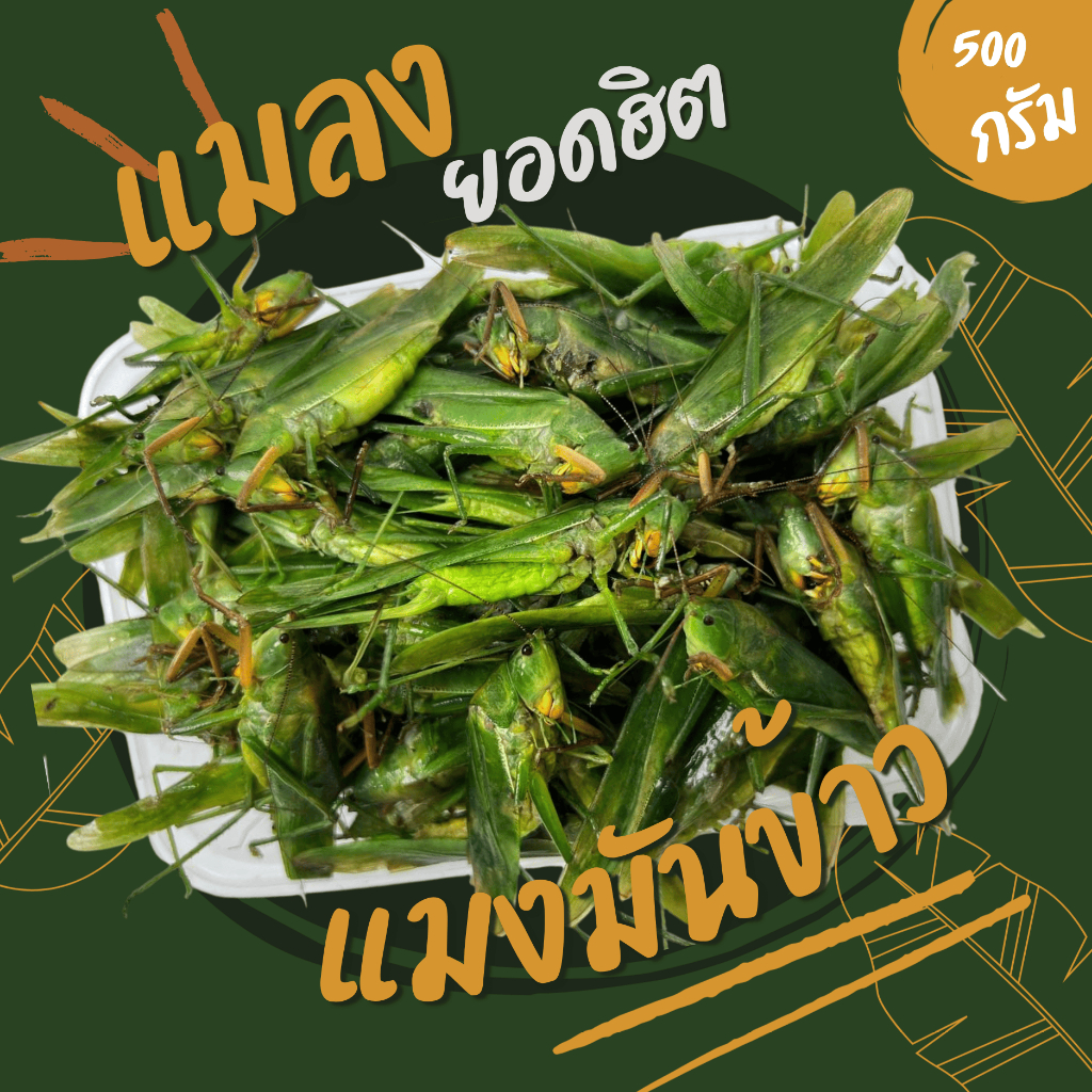 แมงมันข้าว (ส่งรถห้องเย็น) ค่าส่งเหมาๆ ฟรีซแข็ง สดใหม่ สะอาด ส่งตรงจากฟาร์ม
