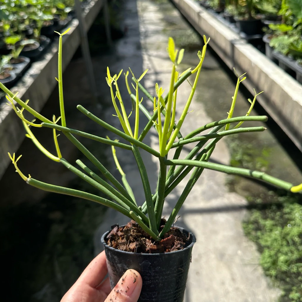 Euphorbia Tirucalli พญาไร้ใบ ต้นไม้มงคล ช่วยฟอกอากาศ by Mr.garden