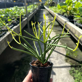 Euphorbia Tirucalli พญาไร้ใบ ต้นไม้มงคล ช่วยฟอกอากาศ by Mr.garden