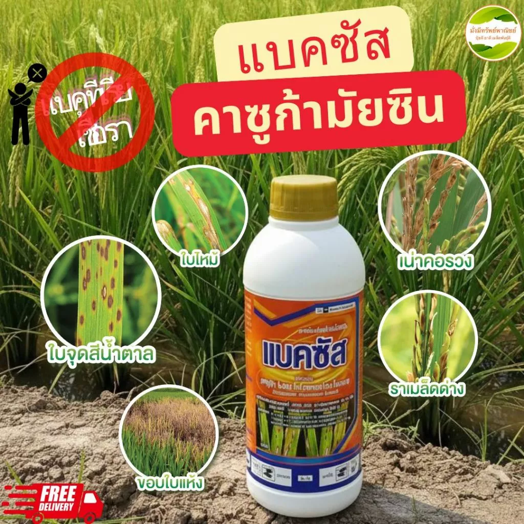 แบ็คซัส สารคาซูกามัยซิน ได้ทั้งแบคทีเรียและเชื้อรา ป้องกันและรักษาโรคข้าวสำคัญ เช่นโรคขอบใบแห้งโรค ใบขีด ใบจุด เมล็ดด่าง
