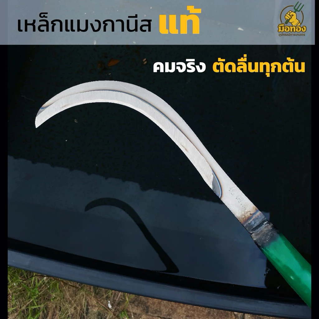 เคียวเหล็กแมงกานีสแท้ คมจริง ตัดง่ายไม่ลื่น มือทองอุปกรณ์การเกษตร thumbnail 6