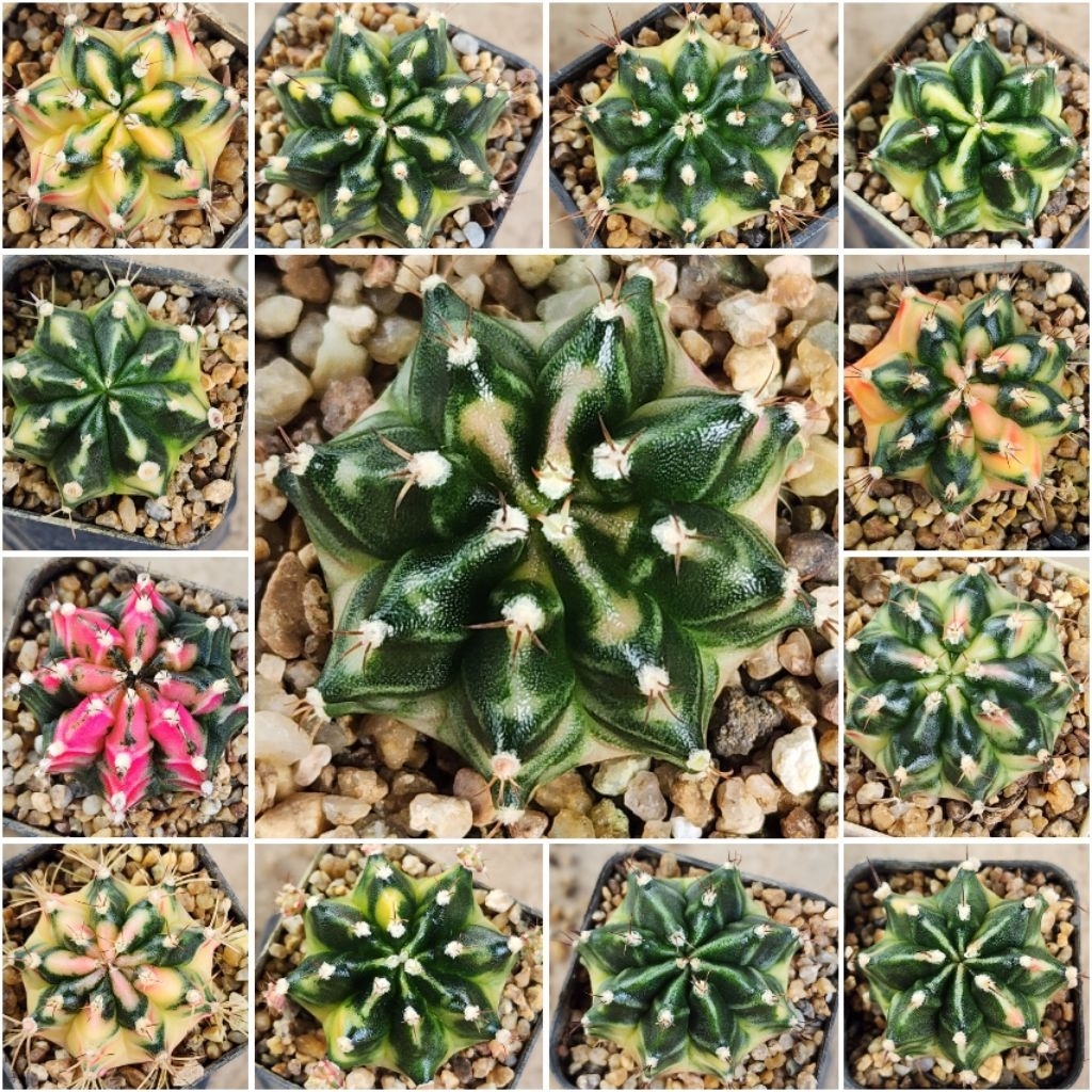 (คัดสวยๆ มาใหม่ทั้งหมด) ไม้ชำหน่อจากแม่ไม้เมล็ด กระถาง2นิ้ว ลายสวย ฟอร์มดี