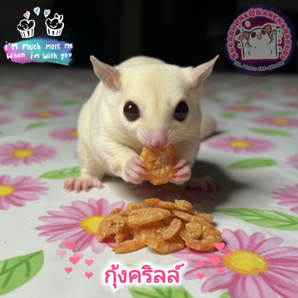 กุ้งคริลล์ อาหารเสริมโปรตีนสำหรับสัตว์เลี้ยง