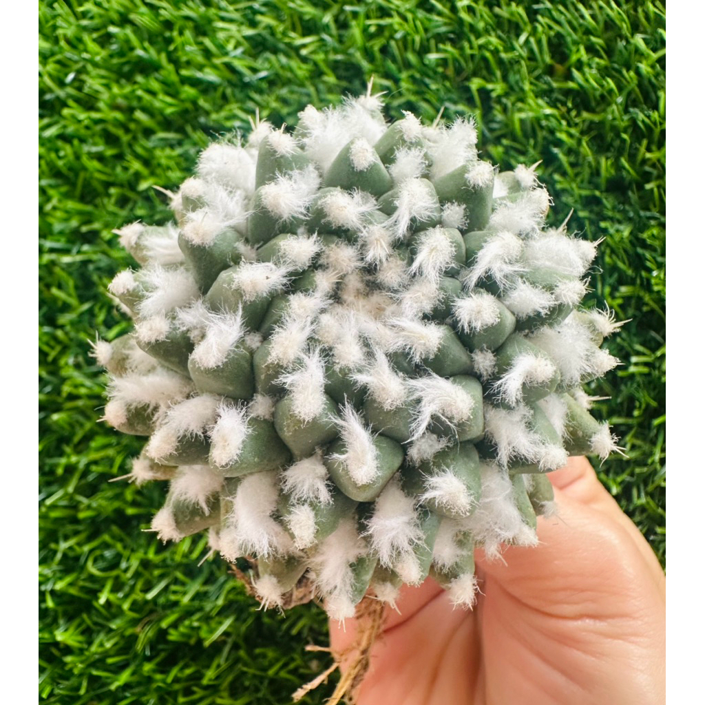 พร้อมส่ง🌵แคคตัสแมมอิรุซามุ ไม้เมล็ด ต้นแม่พันธุ์ ติดหน่อเยอะ Mammillaria bucareliensis 'Erusamu'
