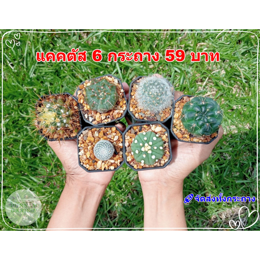🌵💥จัดเซ็ต 💥🌵 6 กระถาง 59 บาท  และ 3 กระถาง 50จัดส่งทั้งกระถาง (ต้นกระบองเพชร ต้นแคคตัส แคคตัส กระบองเพชร)