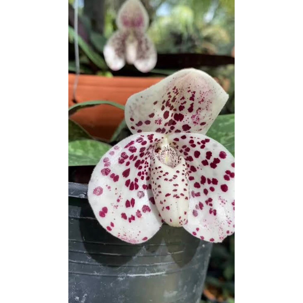 กล้วยไม้รองเท้านารีฝาหอยไม้แยกหน่อรากเดินดีแล้ว