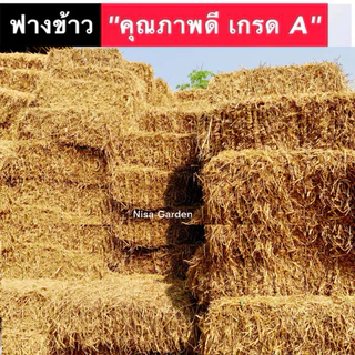 Nisa Garden ฟาง ฟางข้าว 14-16 กิโลกรัม (ล็อตใหม่ ปี 2569) ไม่ชื้น ไม่รา ฟางอัดก้อน