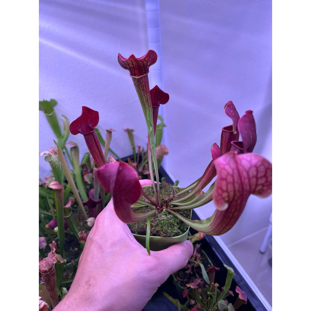🔥New ซาราซีเนีย Purpurea rubra