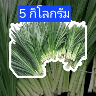5 กิโลกรัมยอดหญ้าหวานอิสราเอล มีโปรตีนสูงถึง 20%ใช้เลี้ยงสัต…