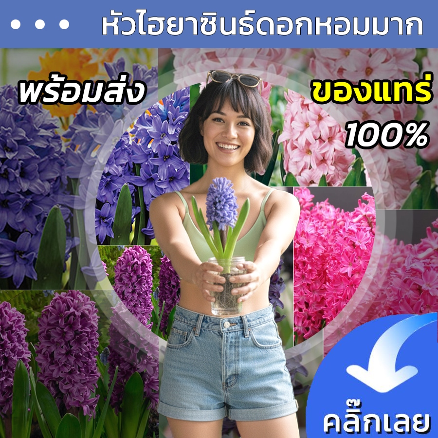 พร้อมส่ง หัวไฮยาซิน มีหลายสีให้เลือก ดอกมีกลิ่นหอม หัวไฮยาซินธ์ Wanthai ขายหัวลิลลี่ ทิวลิป ต้นไม้