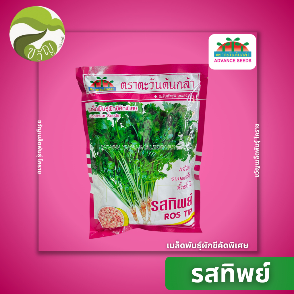 เมล็ดพันธุ์ ผักชี รสทิพย์ ตรา ตะวันต้นกล้า ลอตใหม่ 300 กรัม