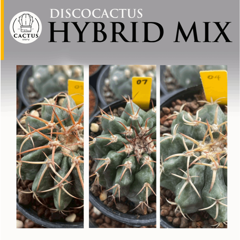 🪺 Discocactus hybrid MIX 🪺 รวมดิสโก้ไฮบริด กระถาง 3 นิ้ว V.2 (คราบขาวคือกันราล้างออกได้)