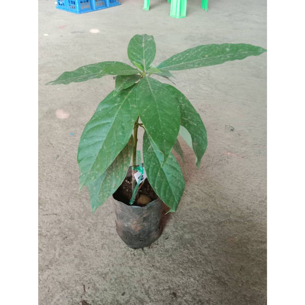 ต้นพันธุ์ อะโวคาโดเอ034   ถุงดำพร้อมปลูก 199  บาท อะโวคาโด A.034 เป็นอะโวคาโดลูกผสมจากเวียดนาม