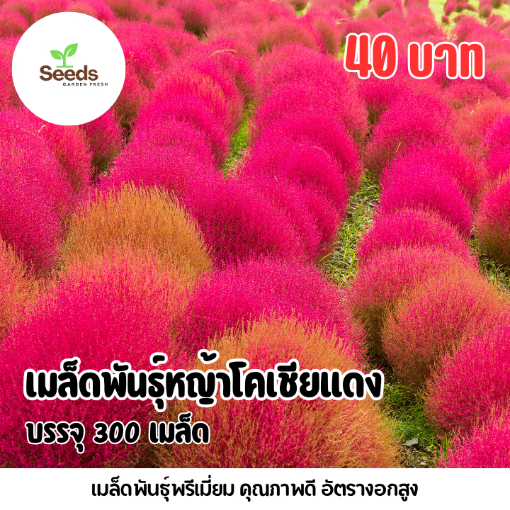 เมล็ดพันธุ์ หญ้าโคเชียสีแดง บรรจุ 300 เมล็ด