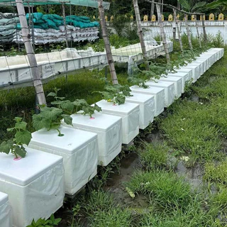 กล่องโฟมทรงสูง กล่อง 20 กิโลกรัม เกรดพิเศษ เม็ดละเอียดคุณภาพสูง พร้อมเจาะรู พร้อมถุงคลุม - เกษตรกรรมยั่งยืน