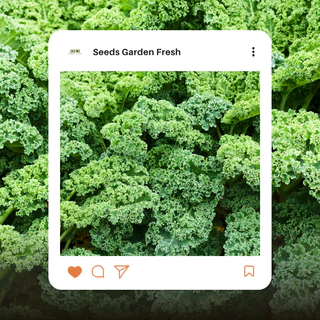 เมล็ดผักเคลใบหยิก (Kale) บรรจุ 100 เมล็ด