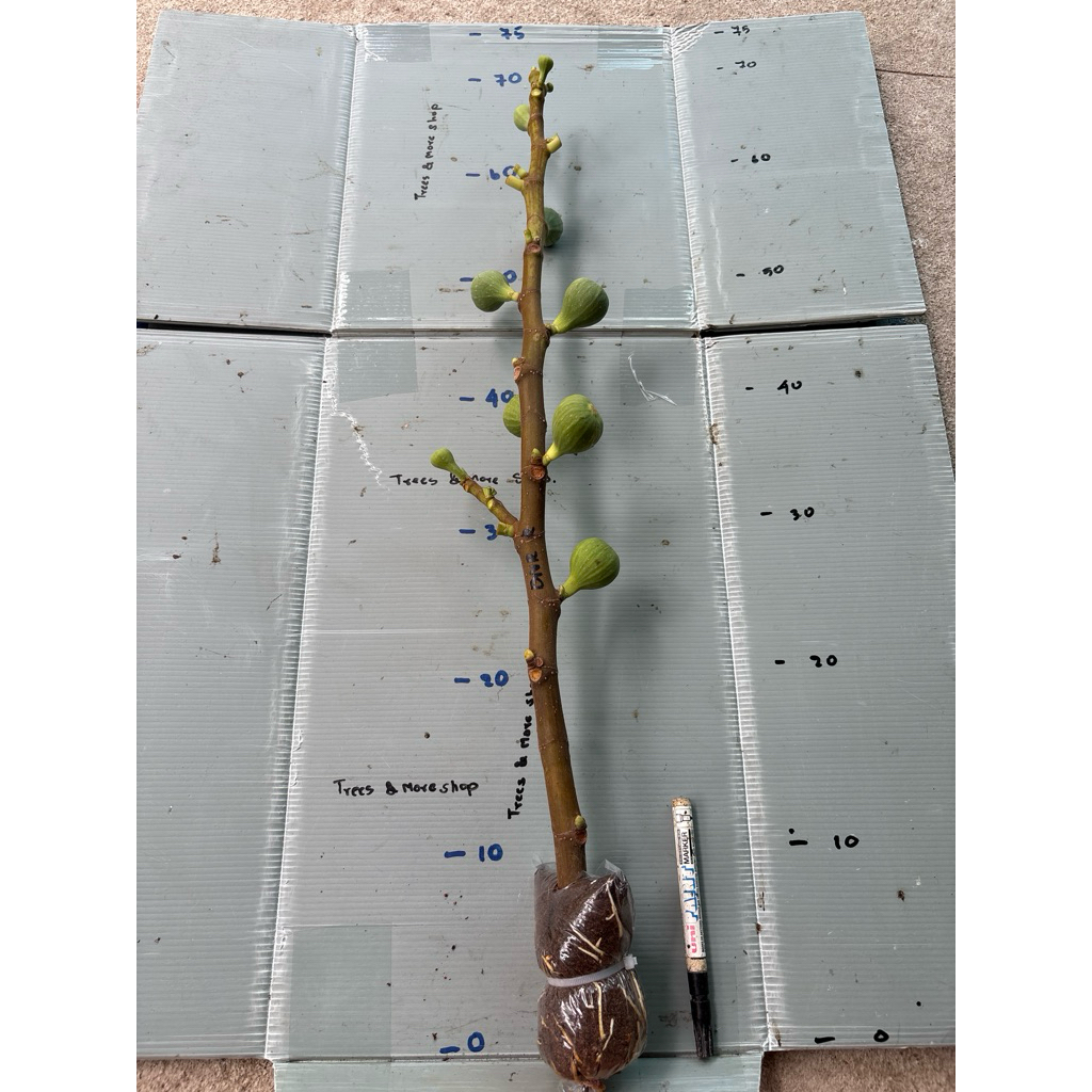 กิ่งตอนมะเดื่อฝรั่ง Bordissot Negra Rimada revert (BNR R)