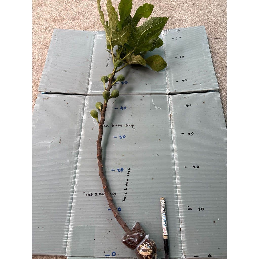 กิ่งตอน มะเดื่อฝรั่ง Fig พันธุ์ Black LDA