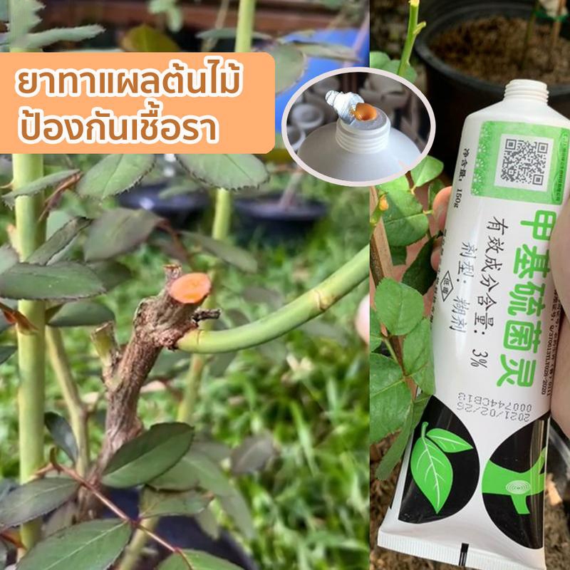 ยาทาแผลต้นไม้ ป้องกันเชื้อรา ขนาด150 กรัม ยาต้นไม้ ยาทาแผลบอนไซ ไม้ด่าง บุษราคัม เสน่จันทร์ กระบองเพรช บอนไซ