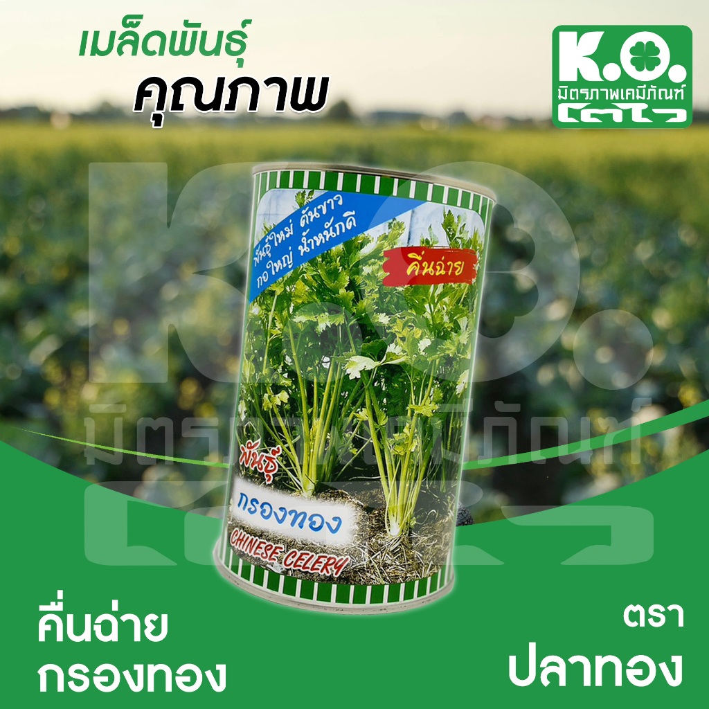 เมล็ดพันธุ์คื่นฉ่าย พันธุ์กรองทอง ตราปลาทอง เมล็ดผักสวนครัว ขนาด 300 กรัม 1 กระป๋อง