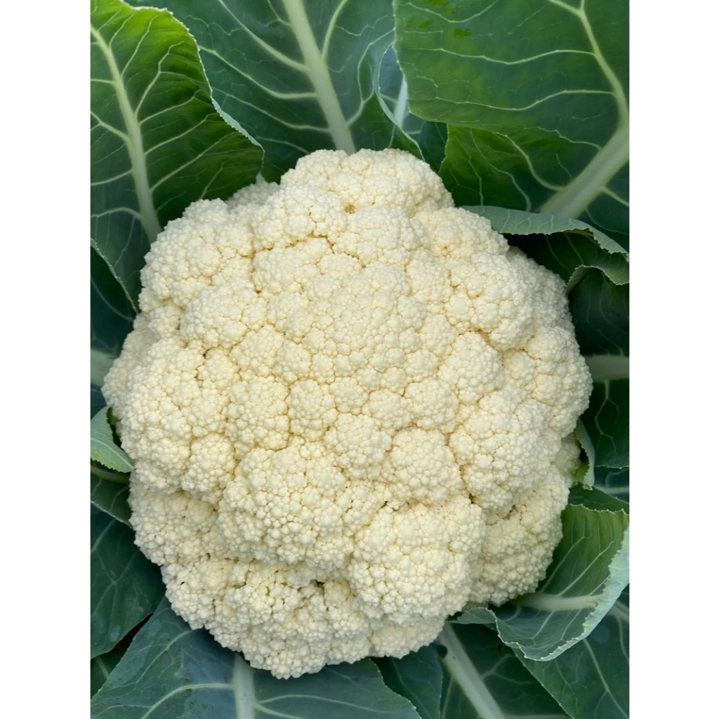 200 เมล็ด กะหล่ำดอก cauliflower seeds for planting พืชผัก รูปที่ 5