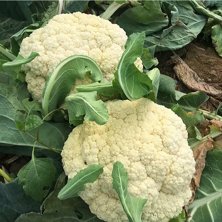 200 เมล็ด กะหล่ำดอก cauliflower seeds for planting พืชผัก รูปที่ 7