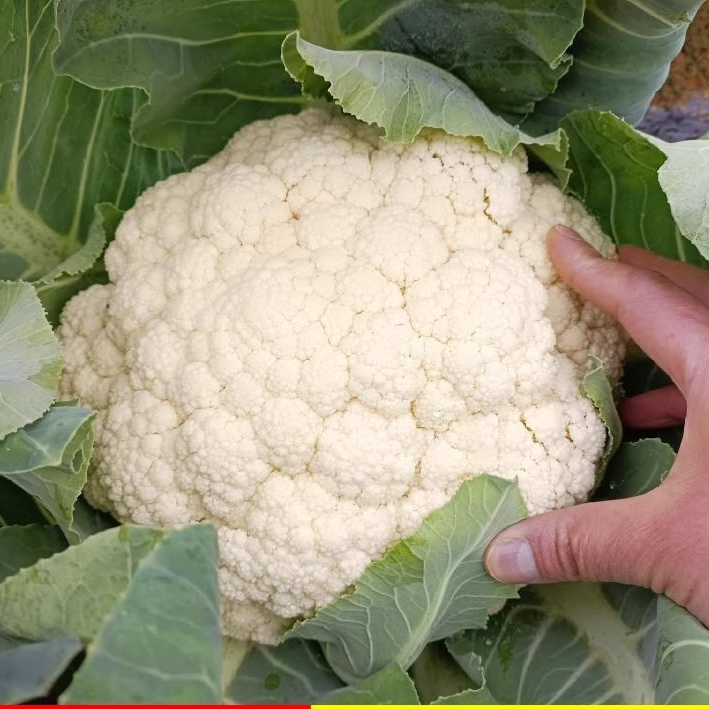 200 เมล็ด กะหล่ำดอก cauliflower seeds for planting พืชผัก