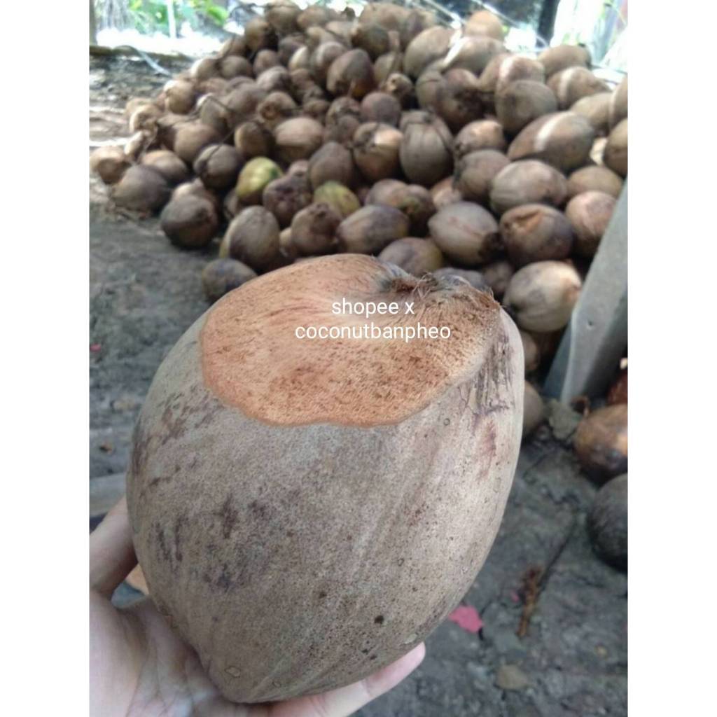 ลูกเพาะมะพร้าวน้ำหอม สายพันธุ์บ้านแพ้วต้นเตี้ยก้นจีบ