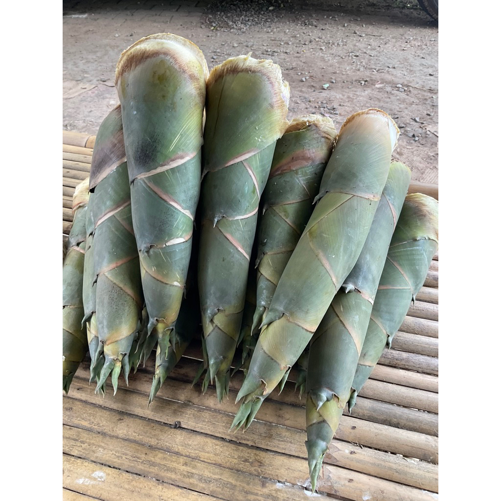 ☘️หน่อไม้กิมจูสดต้มสุก 1กิโลกรัม | หน่อไม้หวานกรอบจากไร่ ปลอดสาร เกรดพรีเมียม
