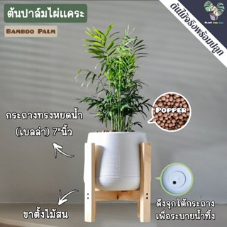 💤ปาล์มไผ่แคระ