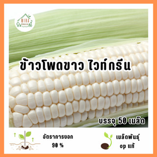 เมล็ดพันธุ์ข้าวโพดขาว ไวท์กรีน 50 เมล็ด