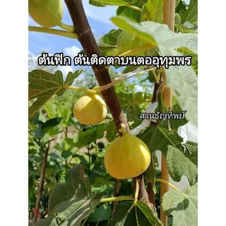 กิ่งตอนมะเดื่ออุทุมพร รากแน่น ๆ สำหรับติดตาต้นฟิก ชุด 3 กิ่ง