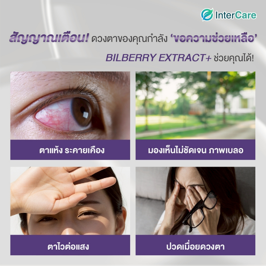InterCare Bilberry extrac สกัดจากบิลเบอร์รี่และลูทีน บำรุงสายตา ช่วยในการมองเห็น ลดอาการตาแห้ง - รูปที่ 2