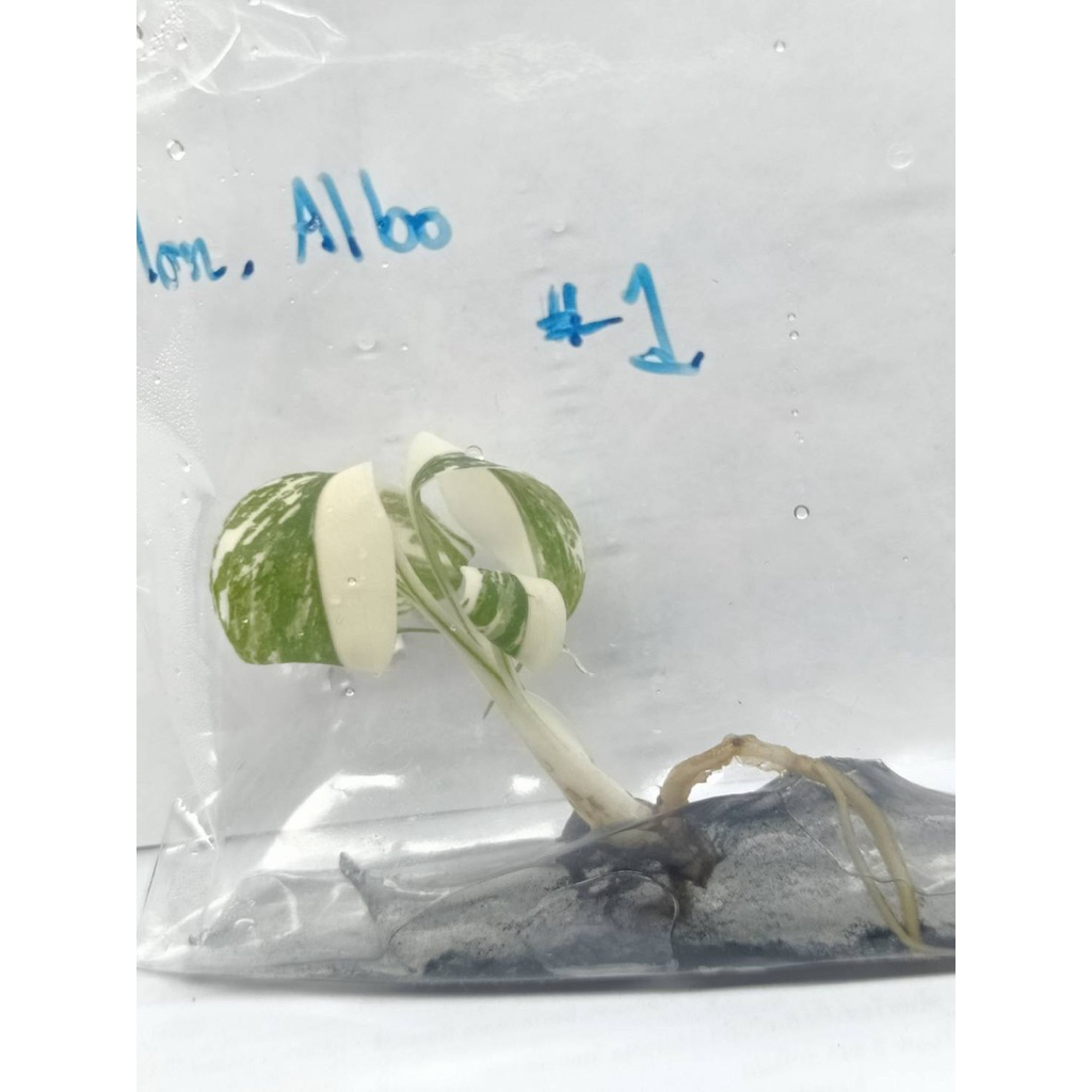 Monstera Albo มอนสเตอร่าอัลโบ้