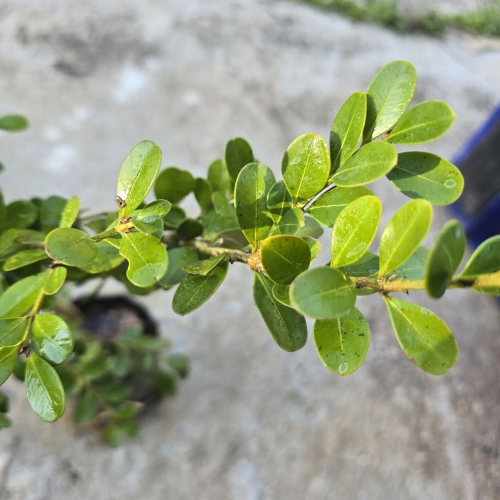 ต้น boxwood ไม้ประดับแต่งสวน เอาไปทำเป็นบอนไซได้ - รูปที่ 3