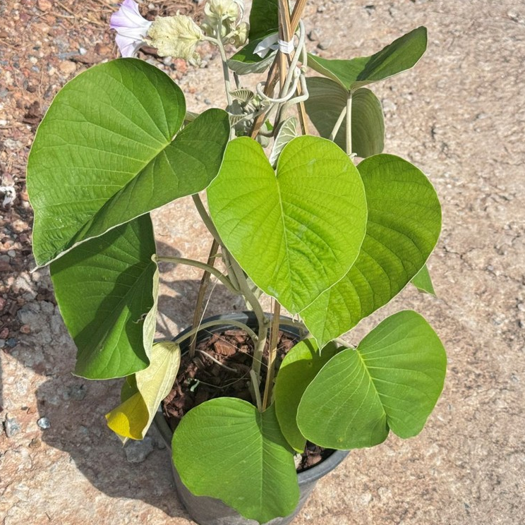 มุมมอง 3