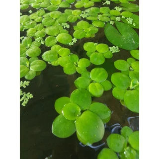 ☘️จอกญี่ปุ่นดาว☘️เลี้ยงง่ายไตไว☘️สร้างบรรยากาศสดใส☘️น้องาปลาวางไข่สดชื่นมากๆค่ะจอกญี่ปุ่นจิ๋ว..20++++.💕🫠☘️☘️☘️