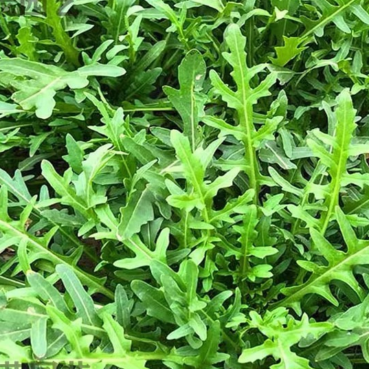 เมล็ดพันธุ์ ผักสลัด ร็อกเก็ตอิตาลี 400 เมล็ด I Arugula Seeds ปลูกผัก ปลูกง่าย
