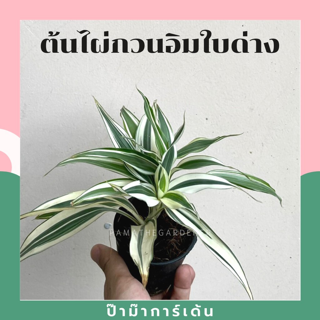 ไผ่กวนอิมด่างขาว กระถาง 3 นิ้ว