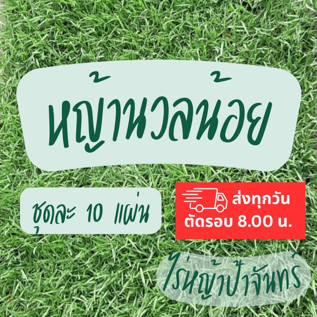 နွန်းနိုင့် (หญ้านวลน้อย) အိမ်ခြံဝန်း အပြင်ဘက် စိုက်ပျိုးရန်— ၁၀ ပြား (၅ စတုရန်းမီတာ)