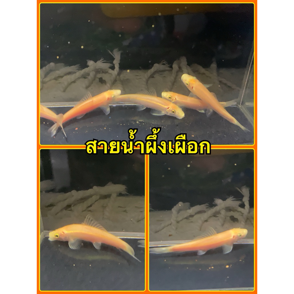 อาหารปลาไต้หวัน สูตรปลๅกินตะไคร่ (ไม่มีคลิปขณะแกะพัสดุไม่รับเคลมทุกกรณี)