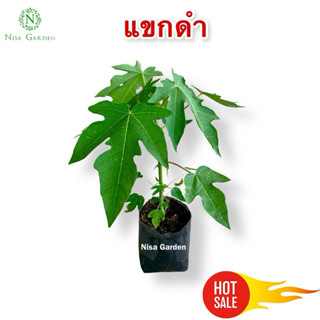 ต้นมะละกอ แขกดำ เนื้อหวาน ทานผลสุก ส้มตำอร่อย 🔥ซื้อ 5 แถมฟรี…