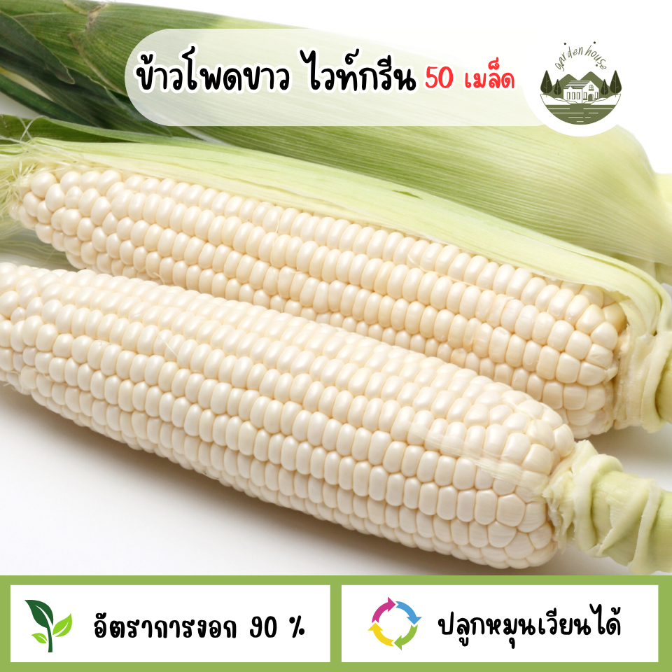 เมล็ดพันธุ์ข้าวโพดขาว ไวท์กรีน 50 เมล็ด