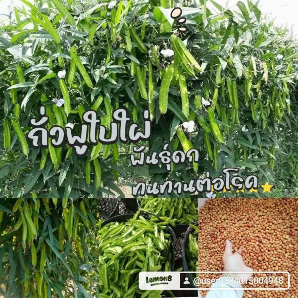เมล็ดพันธุ์ถั่วพูใบใผ่ 50 เมล็ด69บาทซื้อ 2 แถม 1 ซอง