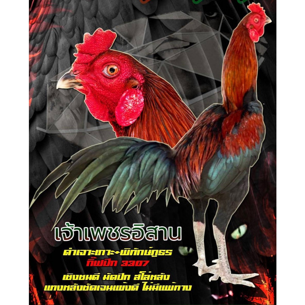 ไข่เชื้อไก่ชน ลูกชายดำเจาะเกราะ รับประกันเชื้อ ส่งด่วน