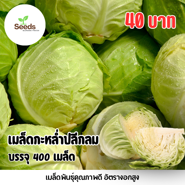 เมล็ดกะหล่ำปลีกลม บรรจุ 400 เมล็ด