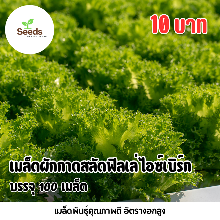 เมล็ดผักกาดสลัดฟิลเล่ บรรจุ 100 เมล็ด